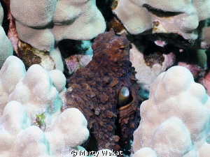 Hawaiian Day Octopus by Marty Wakat 